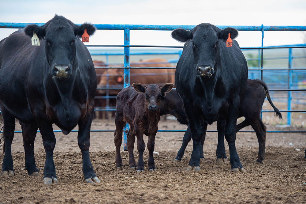 Clayton Field Day with three cows